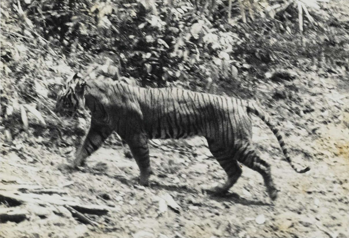 imagen de un tigre de Java en blanco y negro, ligeramente borrosa