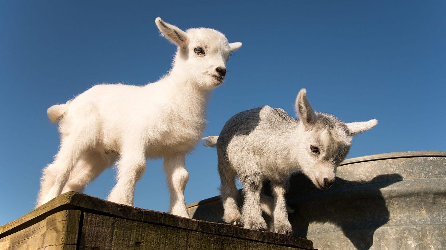 Get to know: The Pygmy Goat