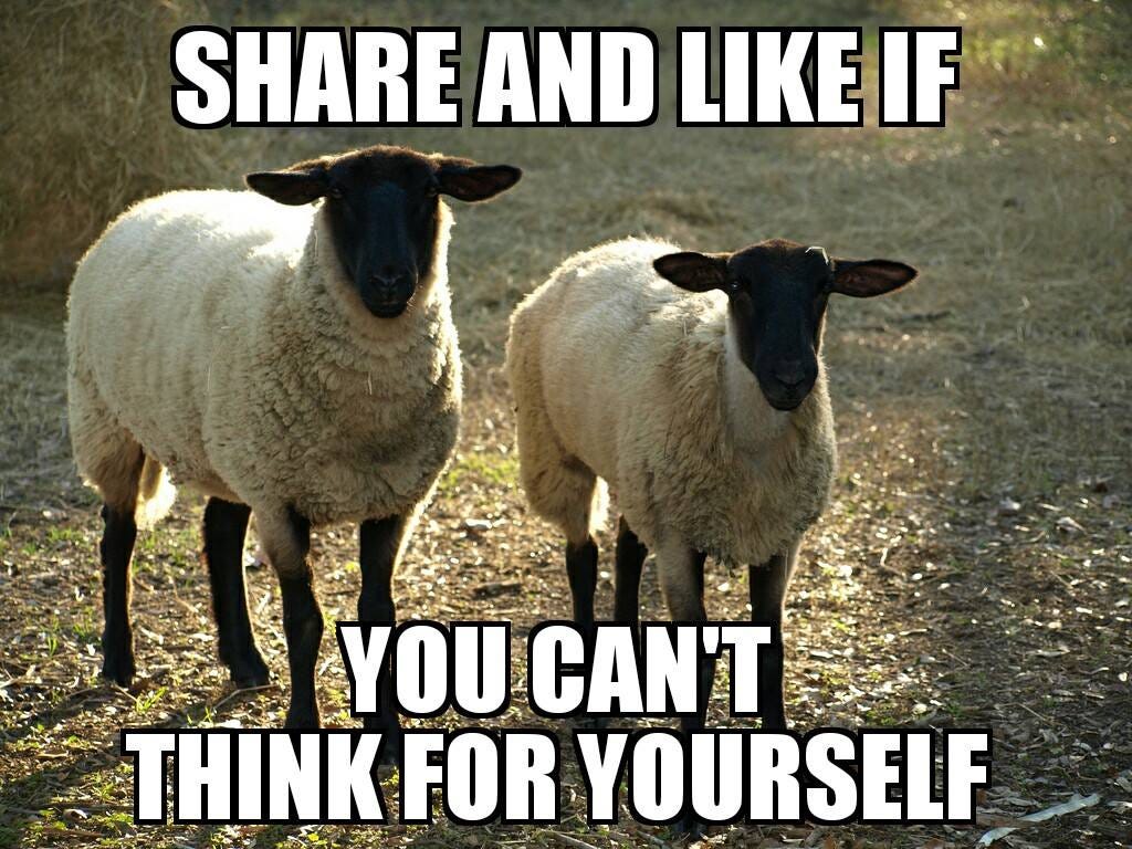 Sheeple Meme - Picture | eBaum's World
