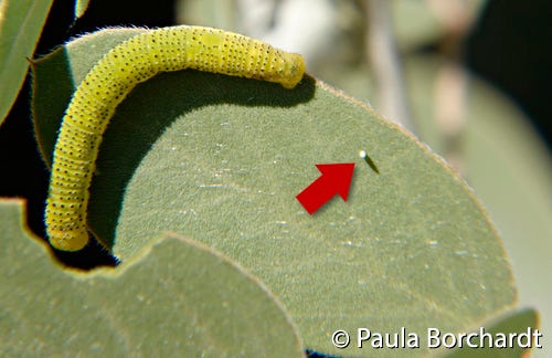 Cloudless Sulphur larva and egg on a Desert Senna leaf, our yard, Tucson, AZ