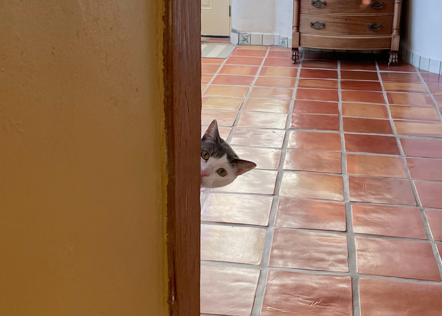 A cat peeking around the corner in a house