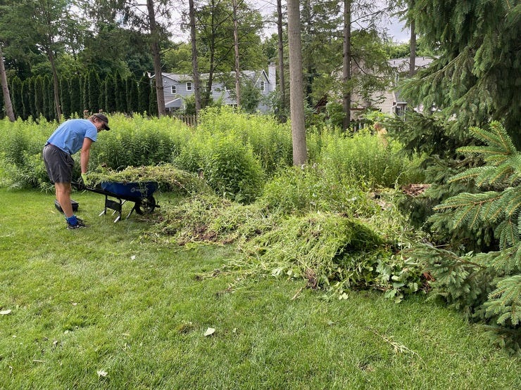 We removed a lot of biomass! Most of it willow herb. Thank goodness for the most powerful force in the universe: college students.