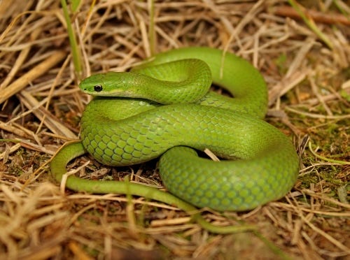 Opheodrys vernalis (Smooth green snake) - Michigan Natural Features  Inventory
