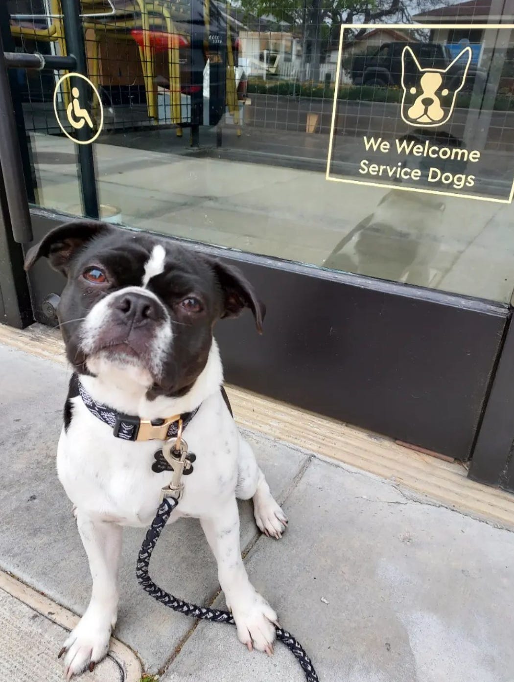 A small white and black terrier (dog) sits in front of a glass door at a restaurant with a decal welcoming service dogs and a dog icon that looks like him.