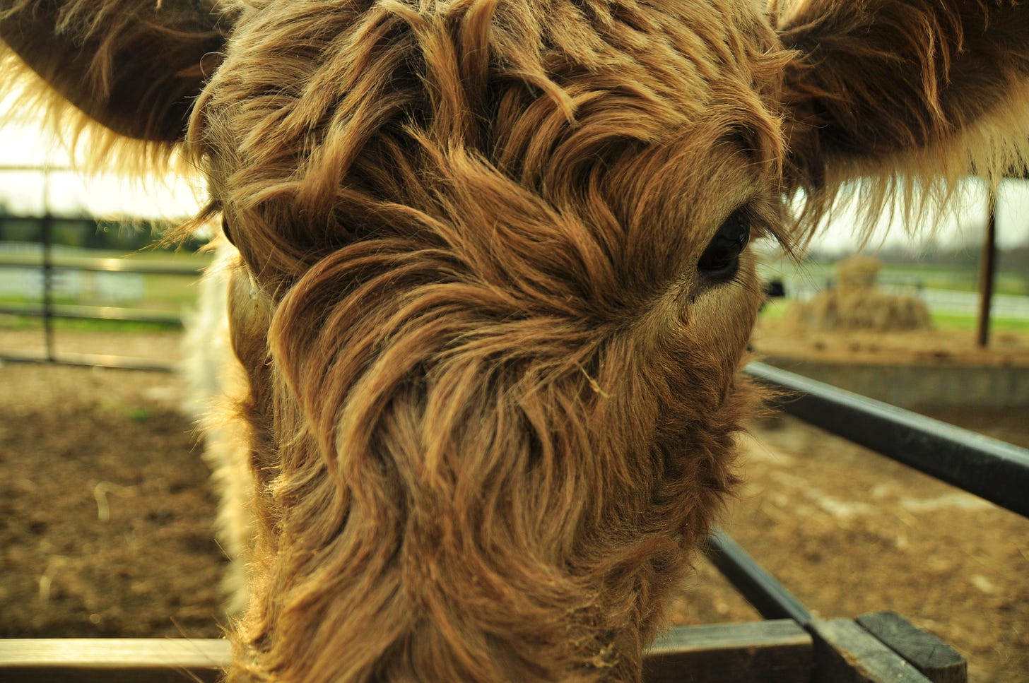 close up of a brown Belted Galloway cow's face