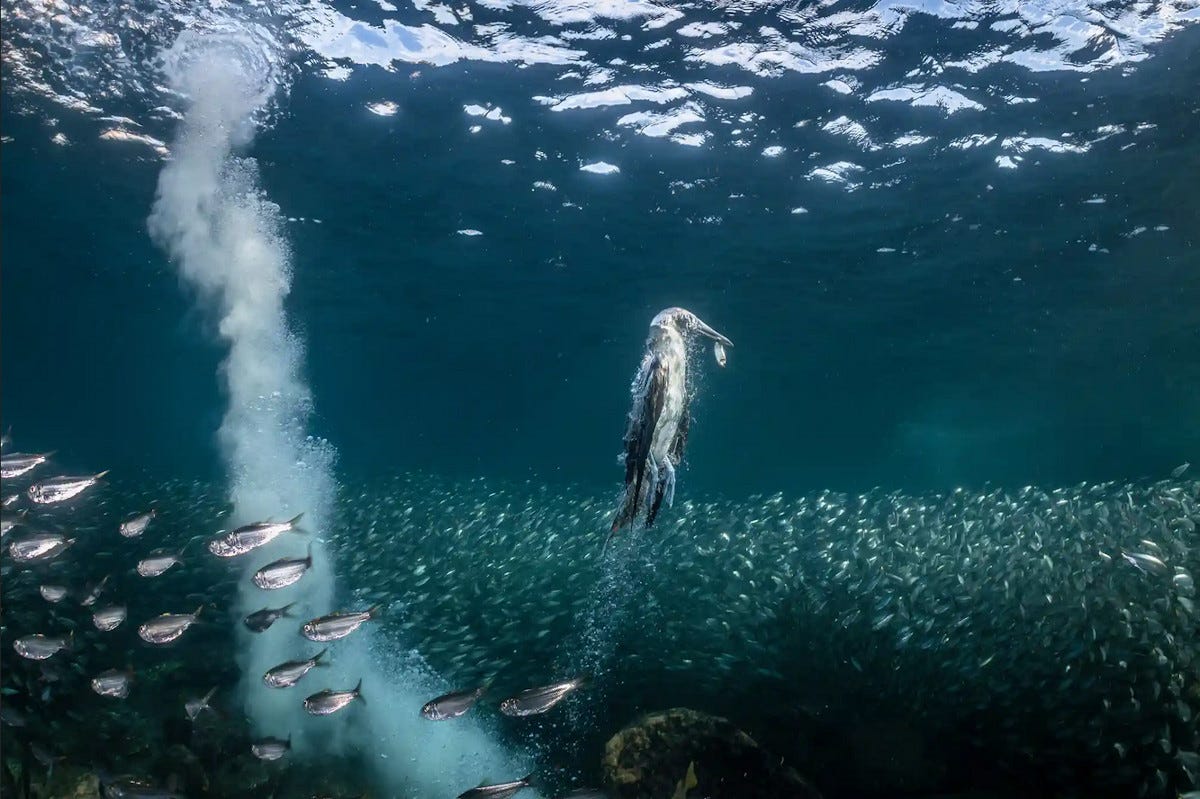 un alcatraz de patas azules nada hacia la superficie tras capturar una sardina