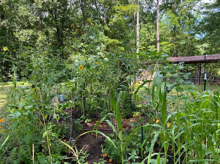 garden space with corn, sunflowers, and lots of greenery