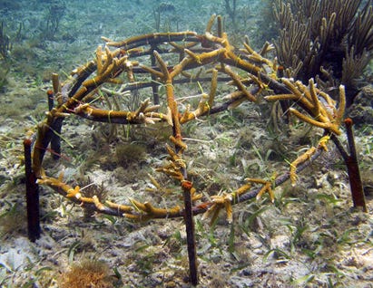 Coral dome. Photo © Fragments of Hope