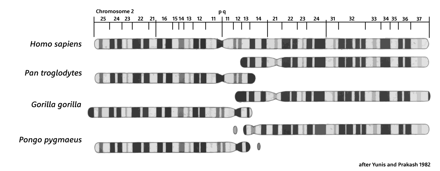 Ideogram of human chromosome 2, above the ideograms of chimpanzee, gorilla, and orangutan chromosomes that are homologous with the p and q arms of human chromosome 2. Ideogram of human chromosome 2, above the ideograms of chimpanzee, gorilla, and orangutan chromosomes that are homologous with the p and q arms of human chromosome 2.