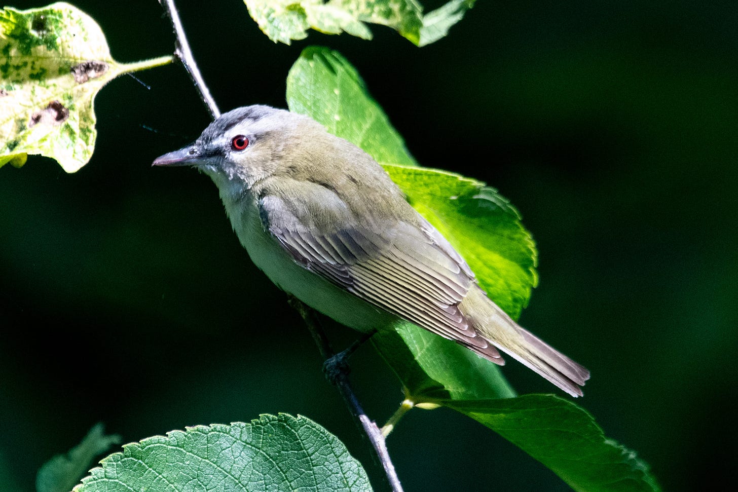 A small bird with a berry-red eye, a greenish back, and a slate-gray cap stands in profile, hit by the sun