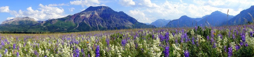 Late bloom this far north up in Canada at Waterton Lake. (The mosquitoes practically carried me off as I took this picture...)