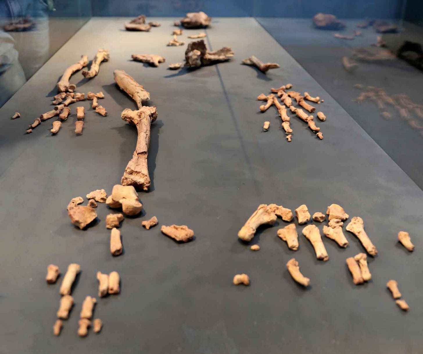 Skeleton of Ardipithecus ramidus in a display case Skeleton of Ardipithecus ramidus in a display case
