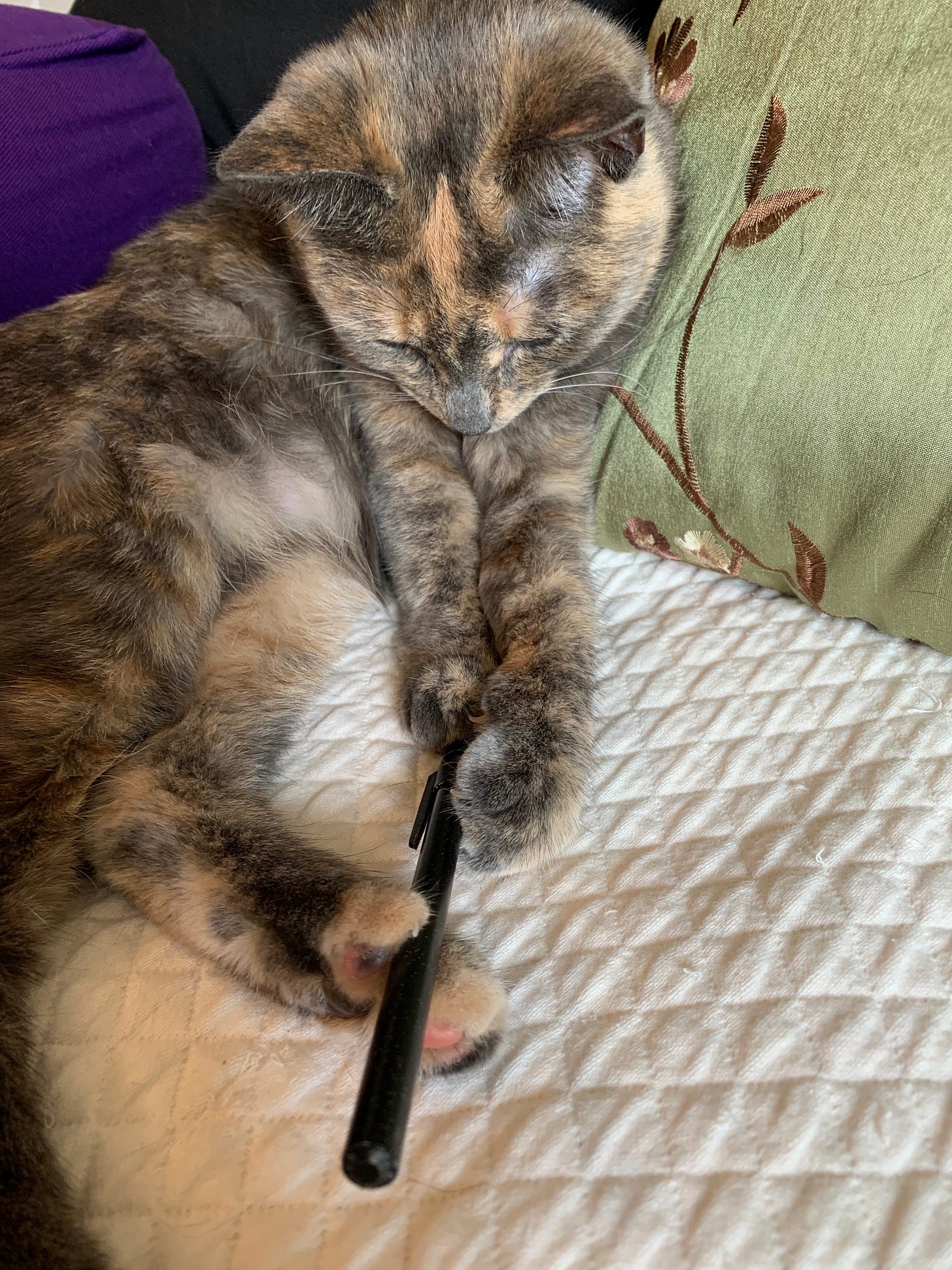 A dilute tortoiseshell cat is sitting, more or less like a person, on a couch. She is holding a black ballpoint pen between her toes.