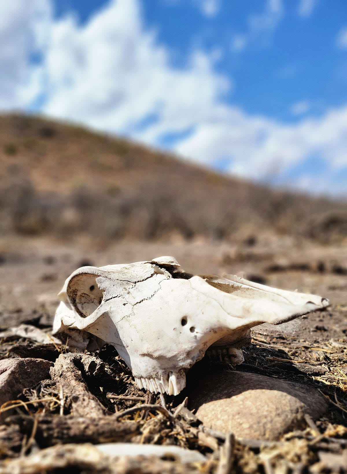 A cow skull on a ranch in Mexico. 