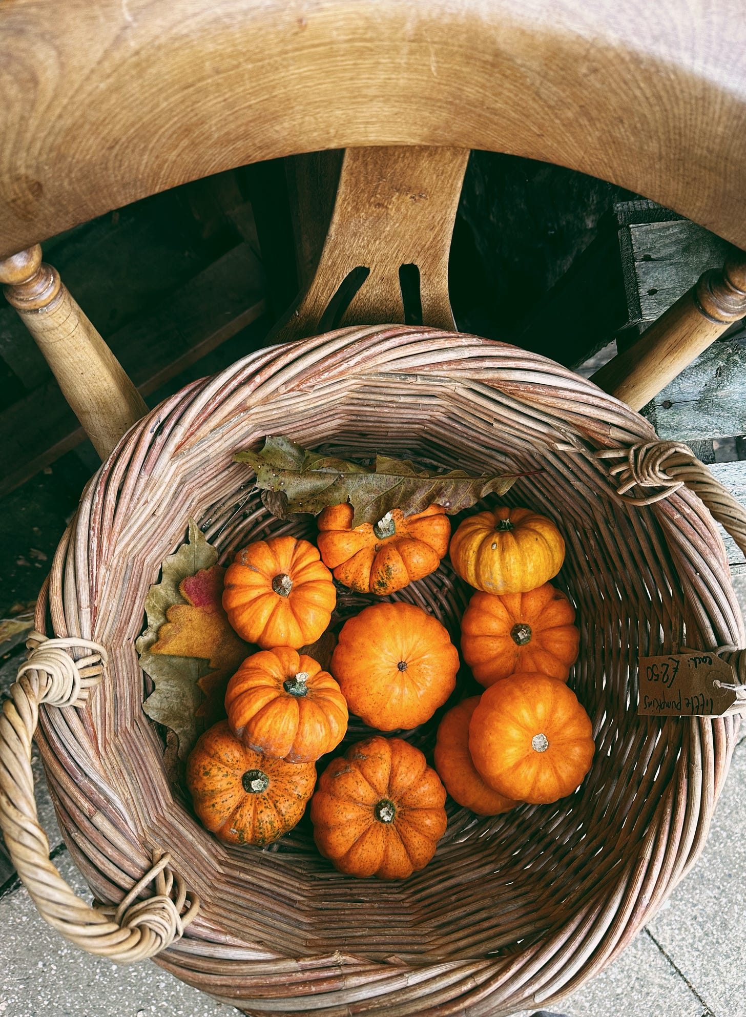 looking down into a wicker basket filled with mini orange pumpkins and autumn leaves. The basket sits on a wooden chair.