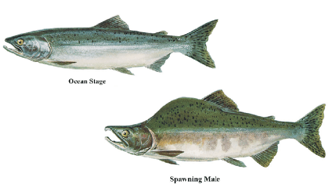 A scientific illustration depicts salmon in two phases of life: Ocean Stage and Spawning Male. The Ocean Stage salmon is smooth and silver. The Spawning Male salmon is green with black speckles and reddish, with a pronounced hump on its back and a kype, its distinctive jaw protrusion.