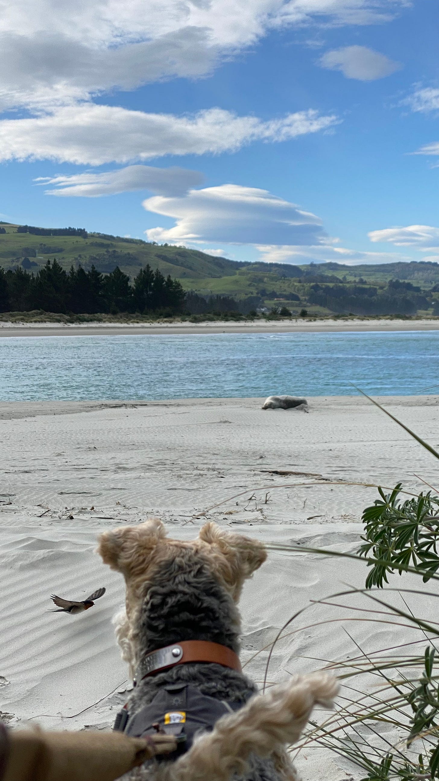 Photo as described in the paragraph above. Dog, bird, sealion, clouds.