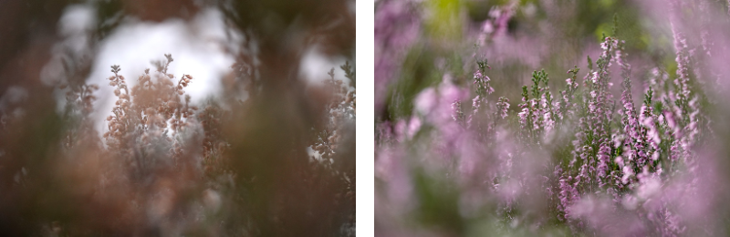 Paired images with a shared soft aesthetic show the contrasting colour of ling (Calluna vulgaris) flowers in November and in August