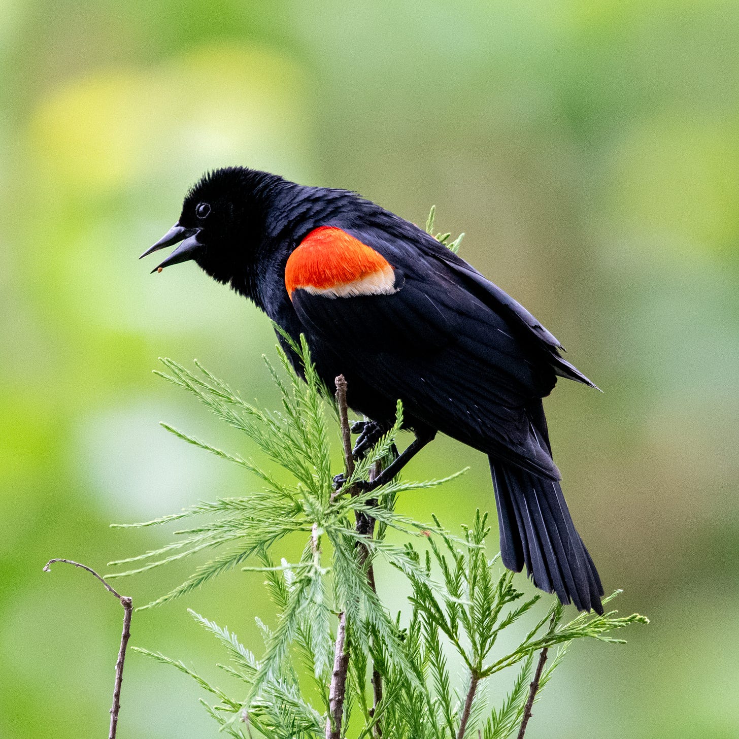 A red-winged blackbird flourishing his red epaulets and grawking its usual bullying grawk