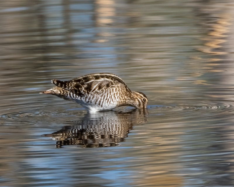 20241230-Sweetwater-11-Edit.jpg