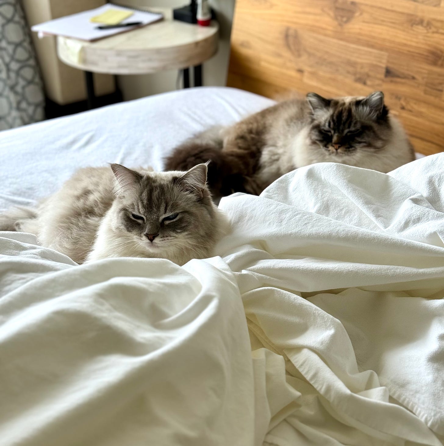 A white cat and a tortie point cat on a bed