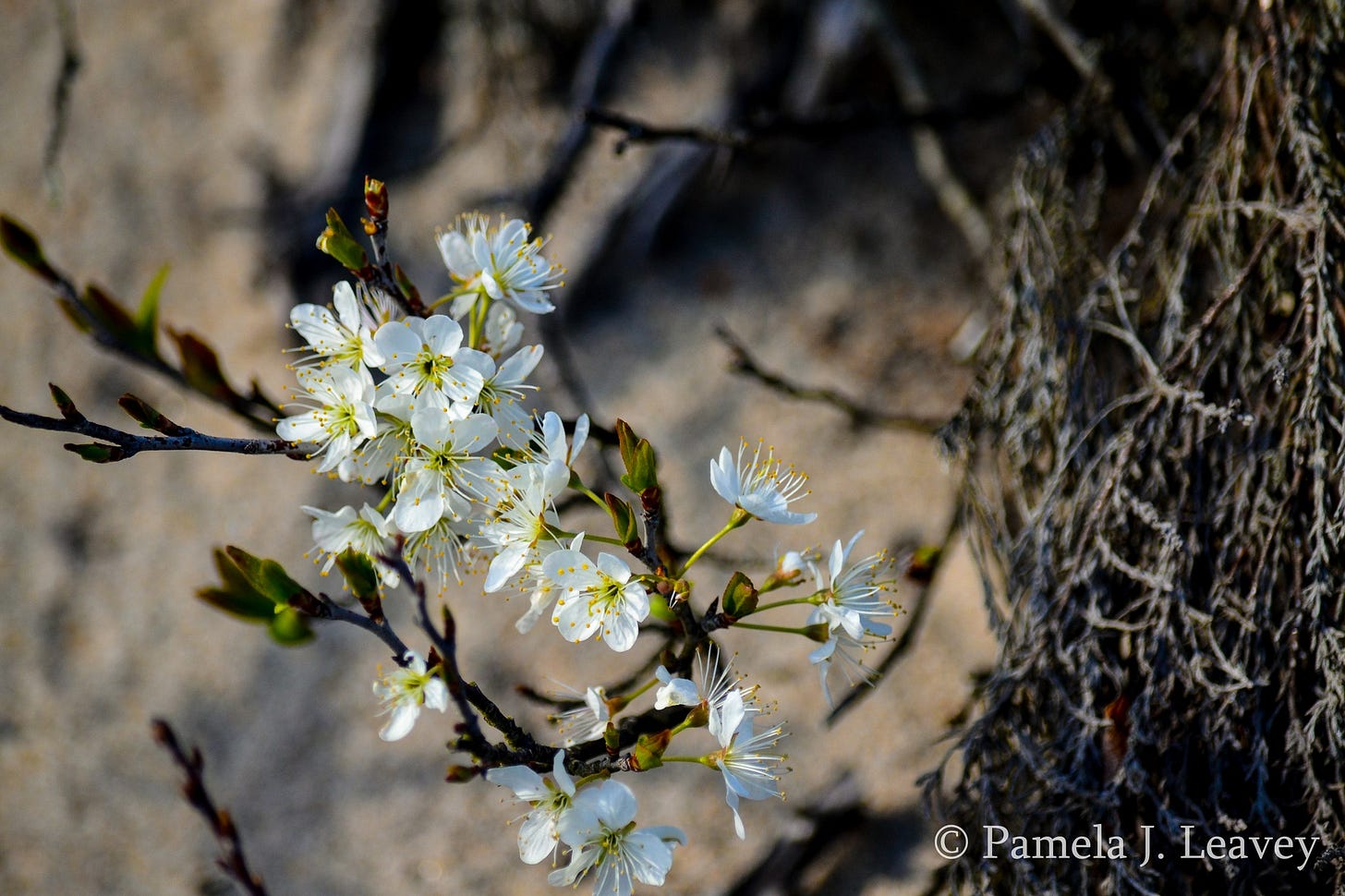 May be an image of shadbush, stone-fruit tree, flower and text that says 'Pamela J. Leavey'