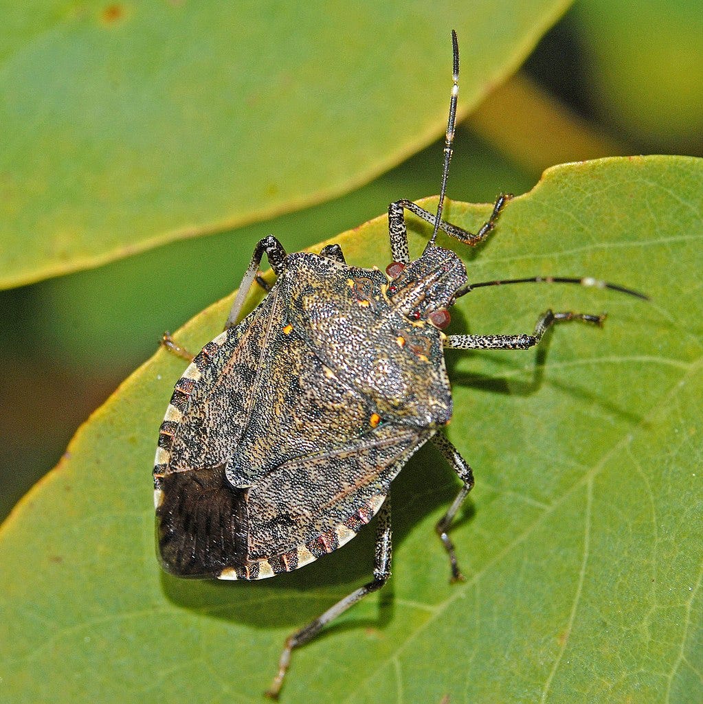stinkbug stinkbug