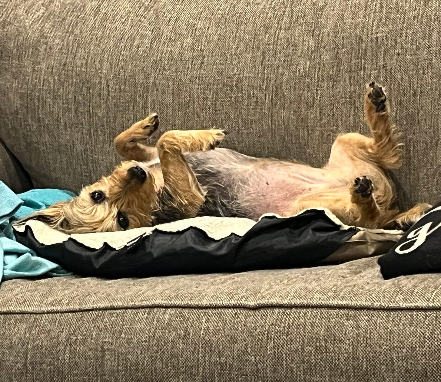 A tan and black terrier lying on her back on a couch with all four paws in the air