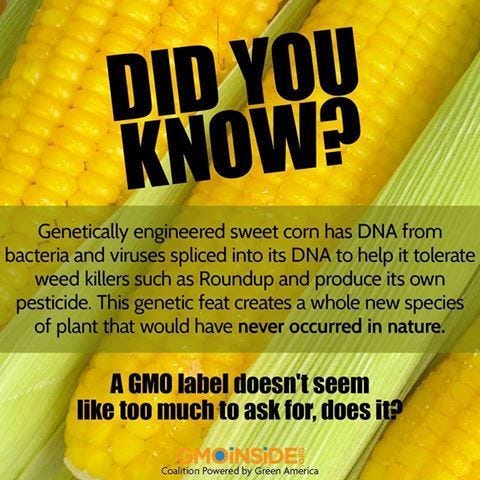 DID YOU KNOW? Genetically engineered sweet corn has DNA from bacteria ...