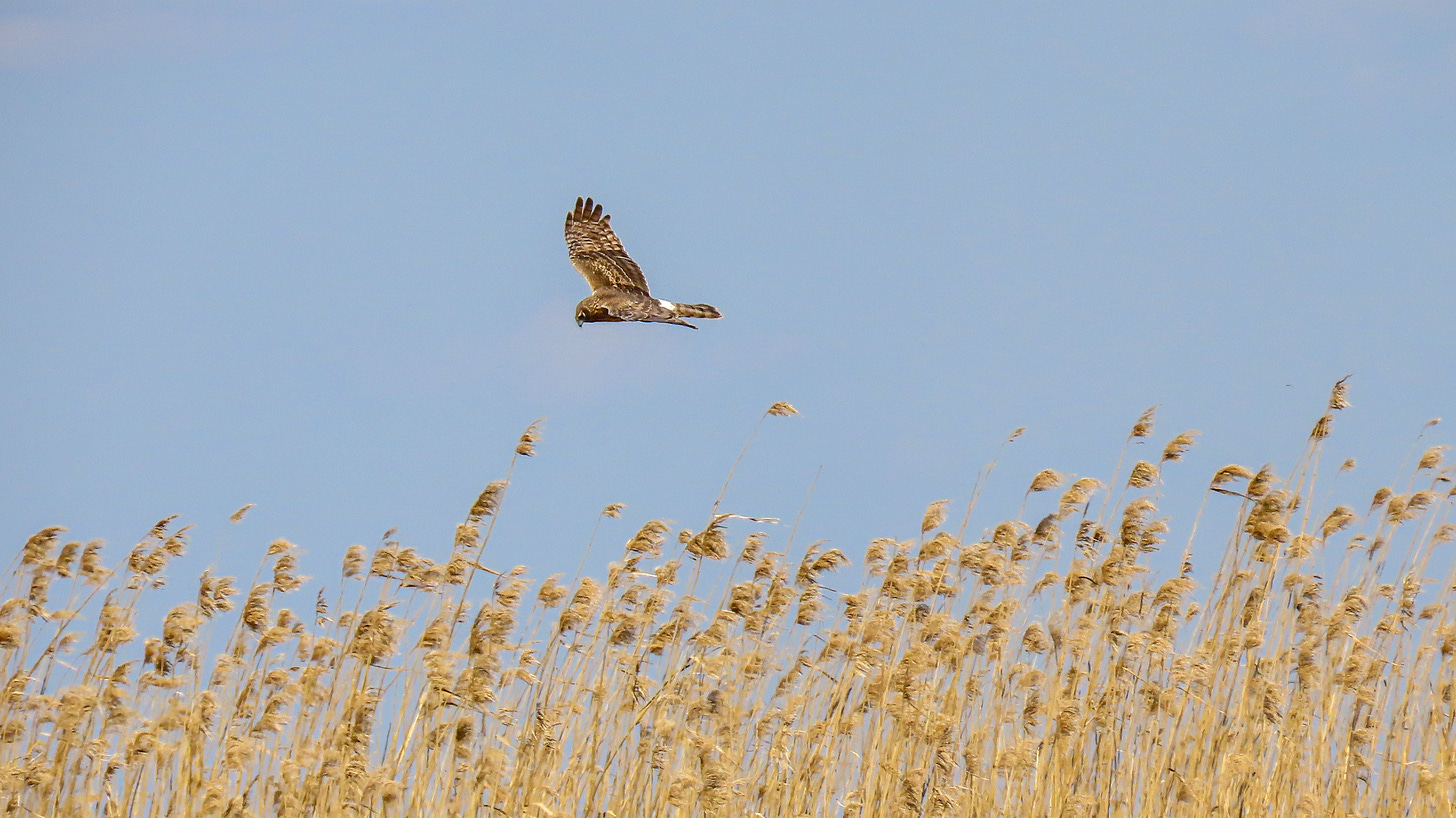 Northern Harrier soaring above marsh grass