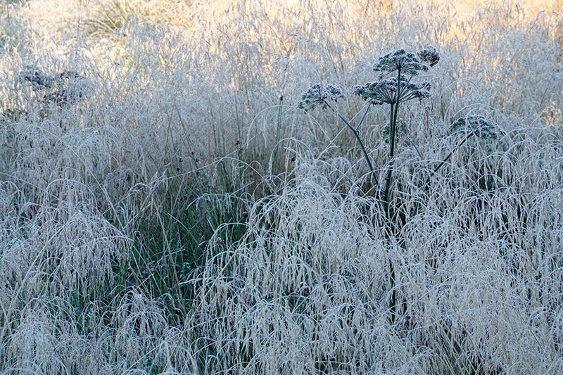 Frost coated vegetation at the edge of Lumsden Moss