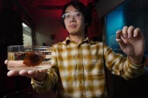 University of Chicago Pritzker School of Molecular Engineering PhD candidate Changxu Sun holds up a small malva nut and a submerged one to demonstrate how much it swells in water. Sun is harnessing this “natural hydrogel” to create new medical devices.