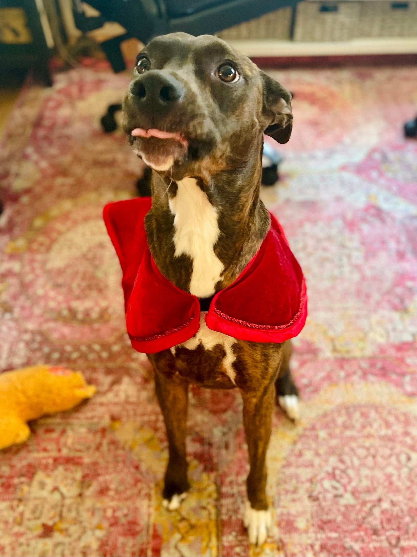 Dog with her tongue sticking out wearing a Christmas Tree Skirt