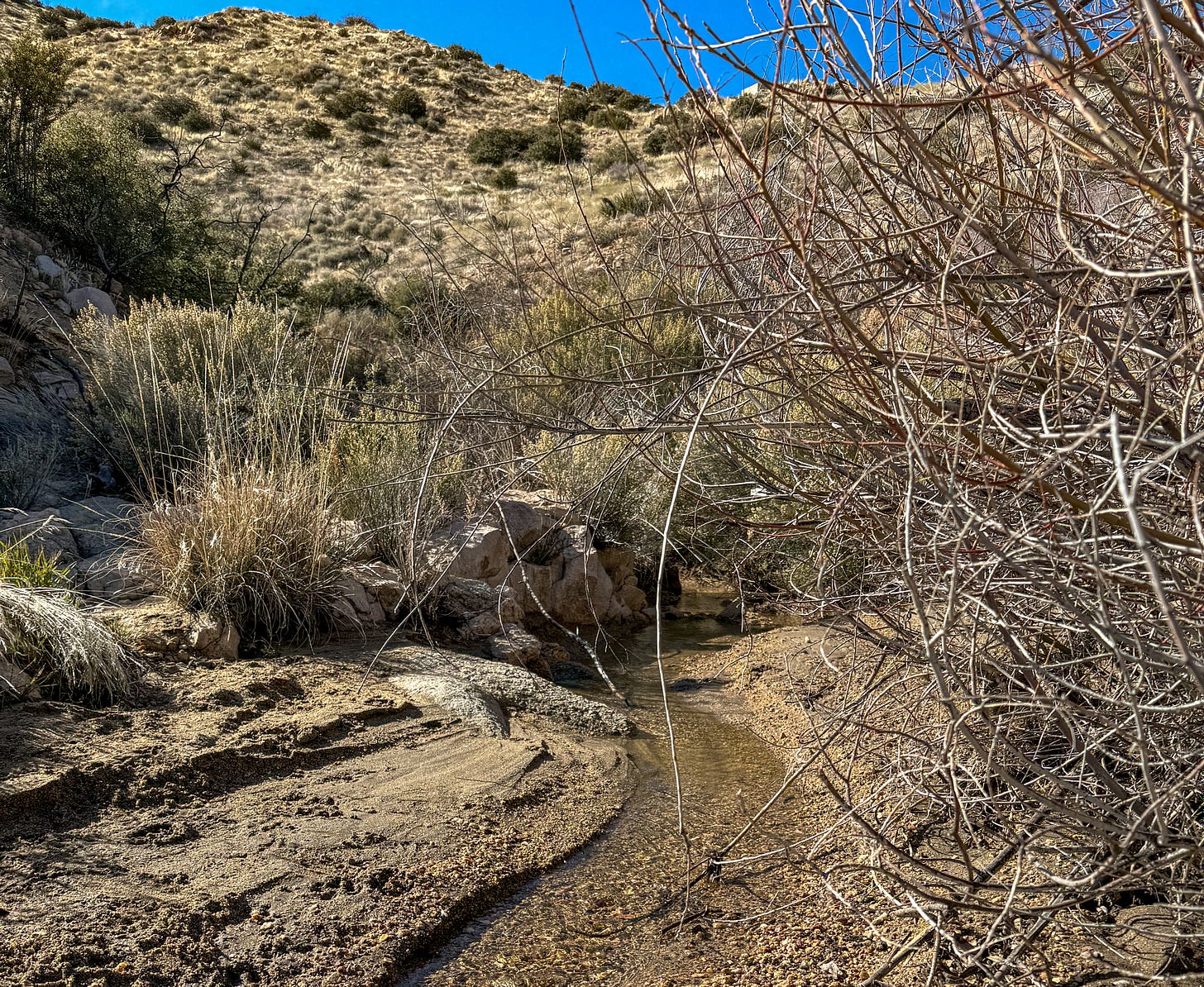 A small stream of clear water flows through brown sand in the desert, with shrubs on both sides of the stream and a mountain rising in the background against a clear blue sky.