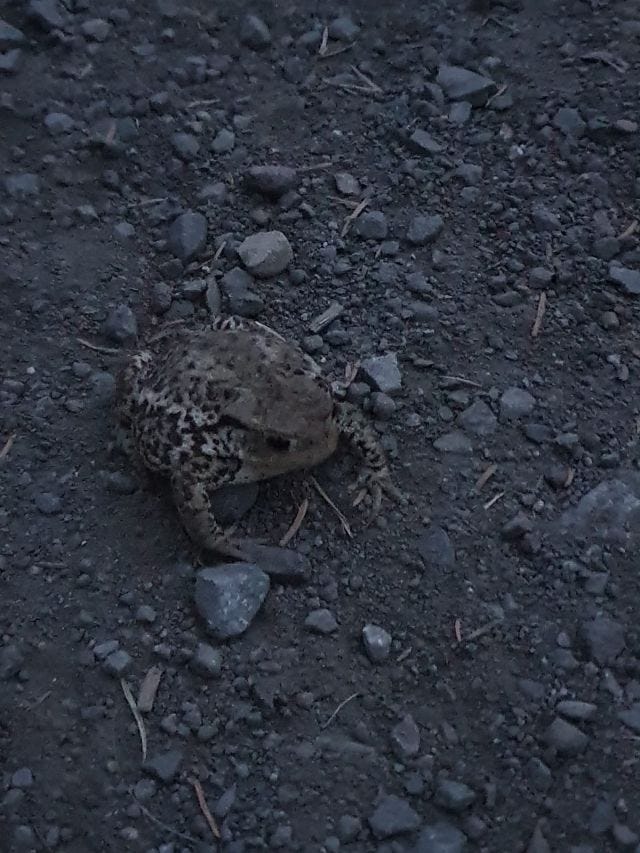 a somewhat angry looking toad I saw at Threipmuir Reservoir last night. The lighting is low, it was like 10pm.