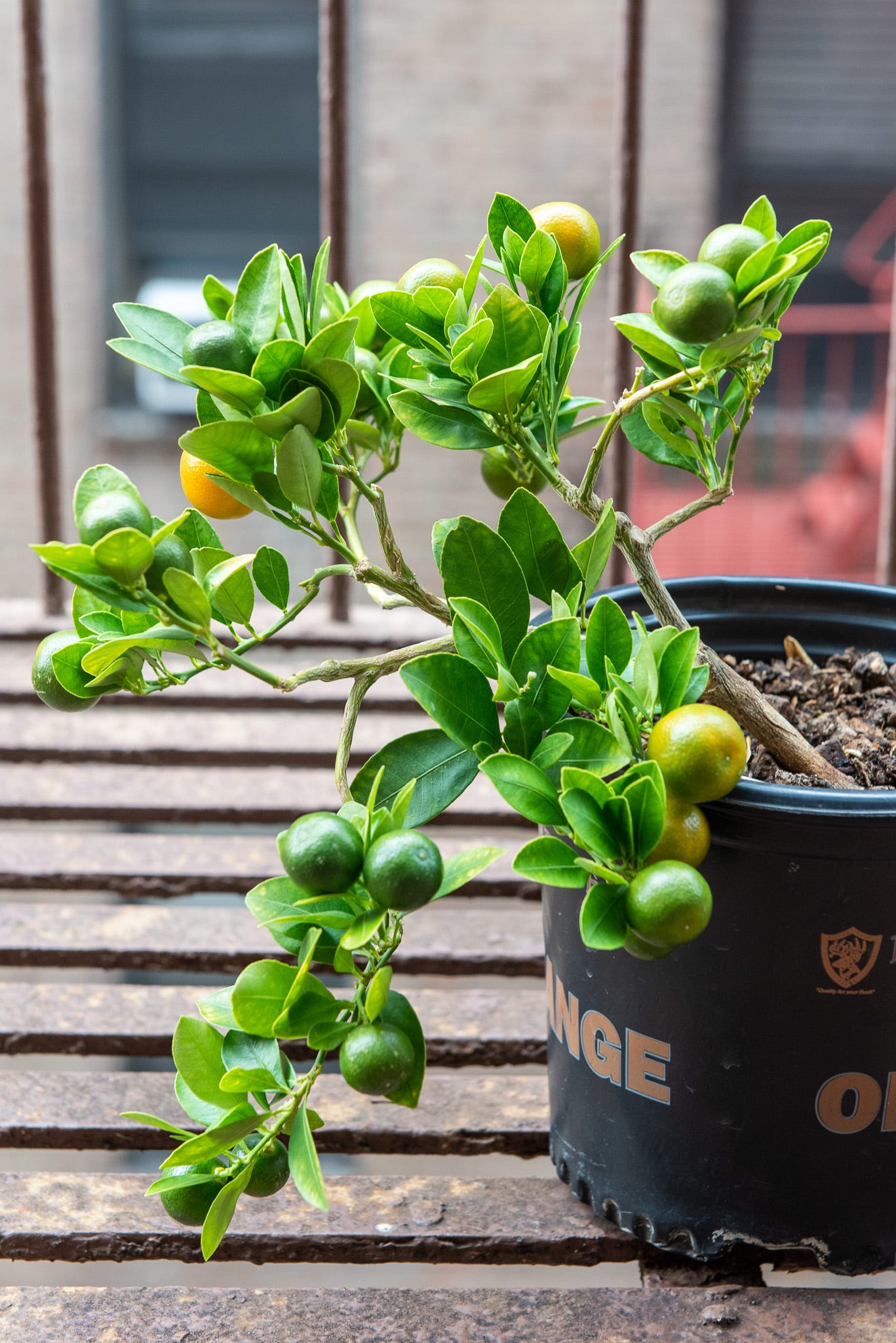 ID: Calamansi pre bonsai on my fire escape, with branches weighed down by abundant tiny green and yellow citrus fruits
