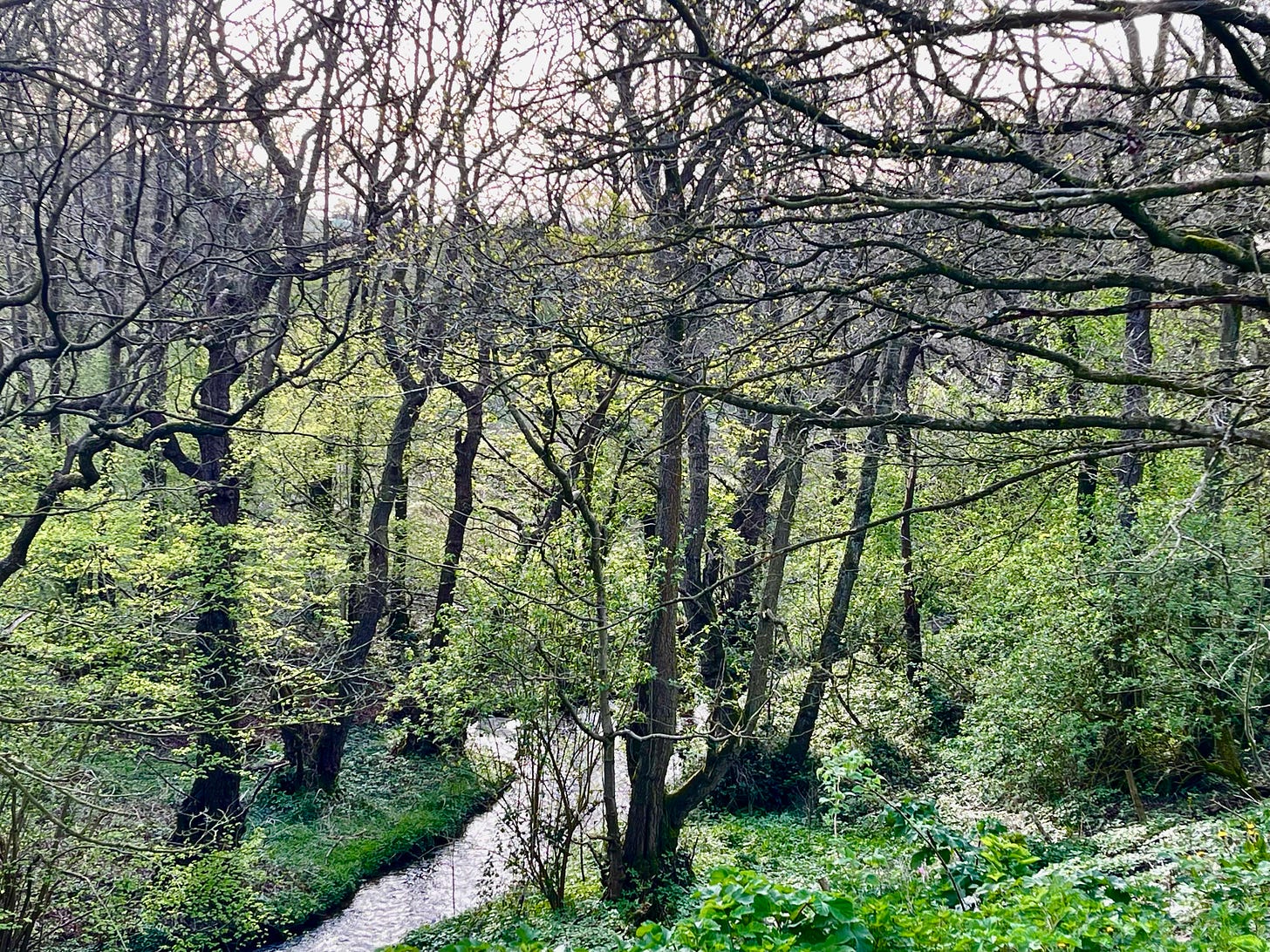 Wild Stream in valley among Alder Trees