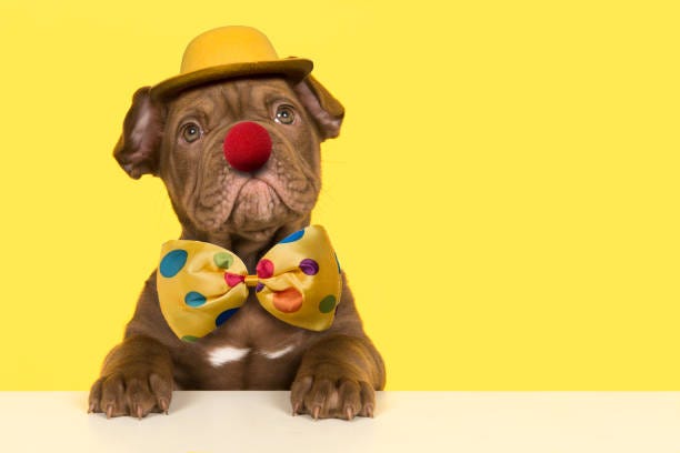 Cute old english bulldog puppy dressep up as a clown with bow, hat and a red nose on a yellow background Cute old english bulldog puppy dressep up as a clown with bow, hat and a red nose on a yellow background clown dog stock pictures, royalty-free photos & images