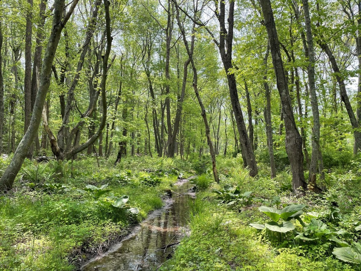 Aquidneck Land Trust announces conservation of 9.85-acre wetland property in Portsmouth