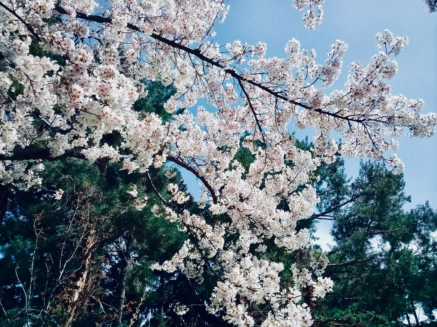 Tree blossoms against blue sky