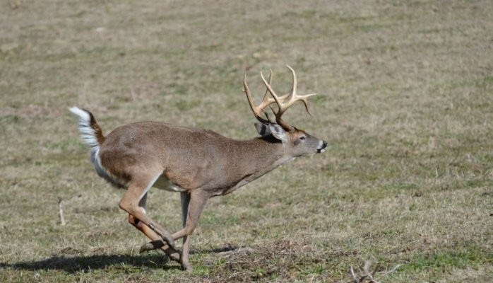 How to Shoot at Running Deer