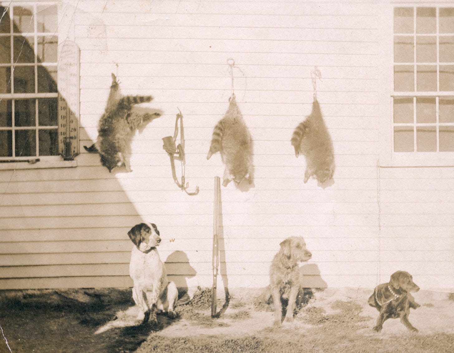three dogs and three racoon skins