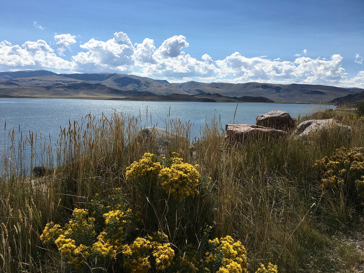 Photograph of a sparkling lake on a sunny, blue-sky day. There are puffy white clouds along a ridge of mountains across the lake. Up close there are tall grasses with bunches of yellow flowers amongst large rocks. 