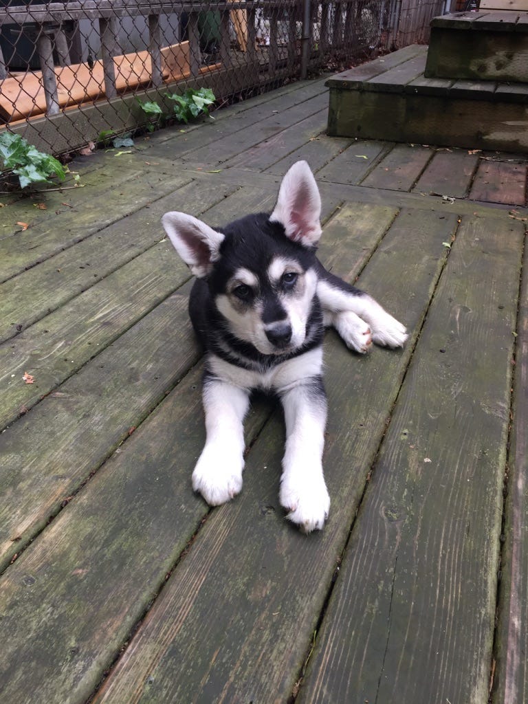 The black and white puppy sitting on a wooden deck, now with both ears standing straight up. 