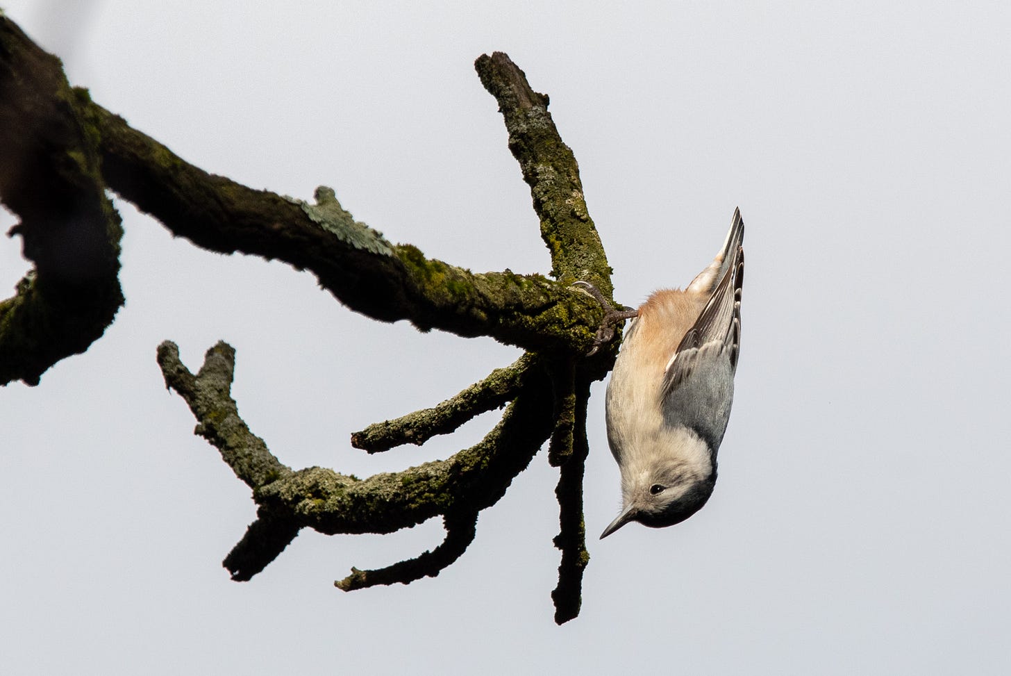 A white-breasted nuthatch upside-down at the end of a branch