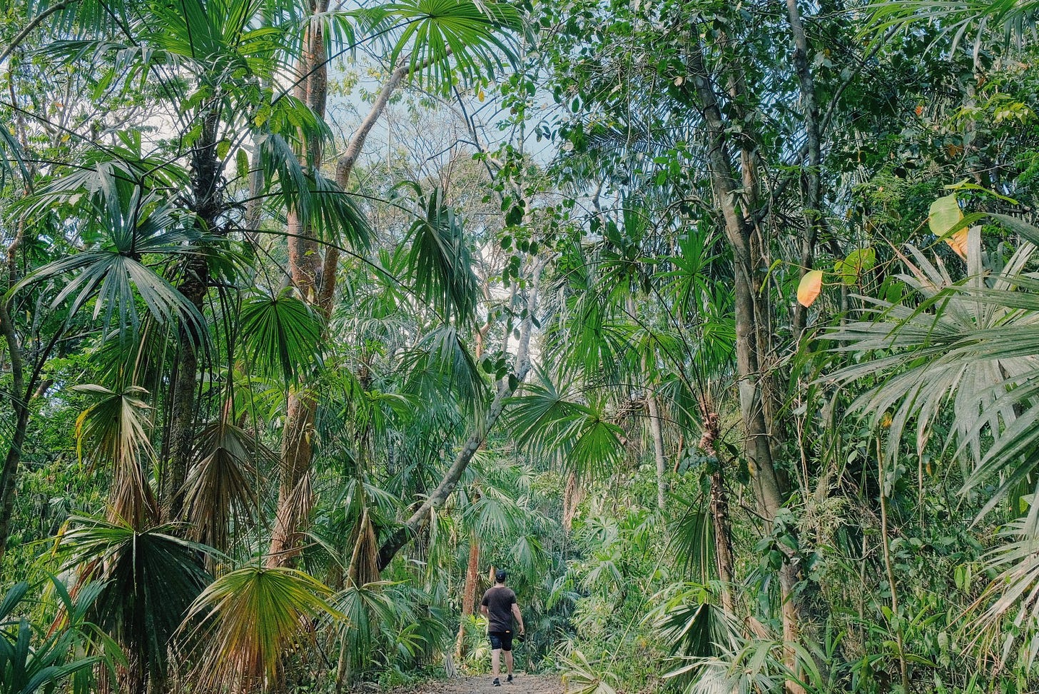 Dustin walking on a trail through the rainforest.