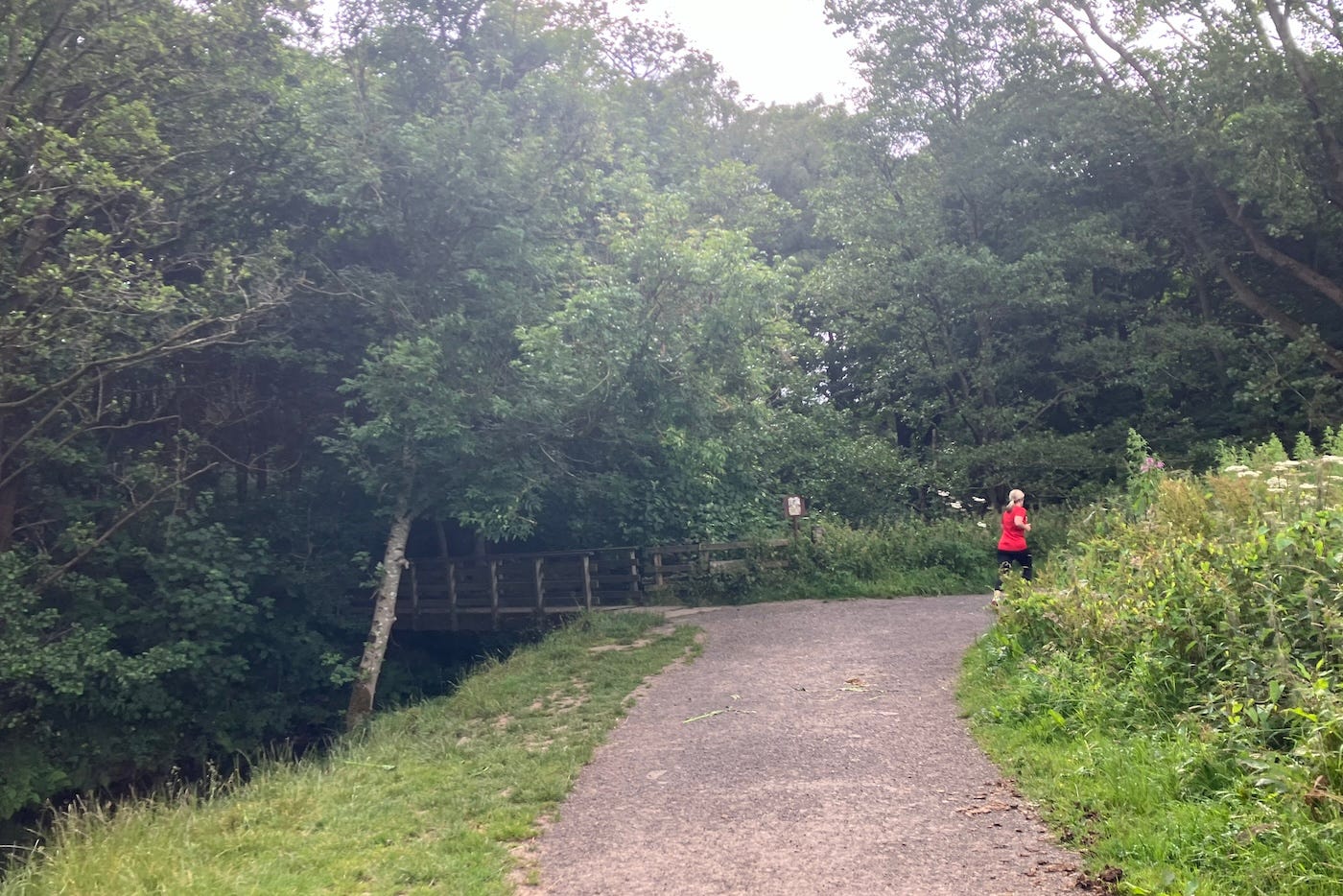 The path turns right with trees all around