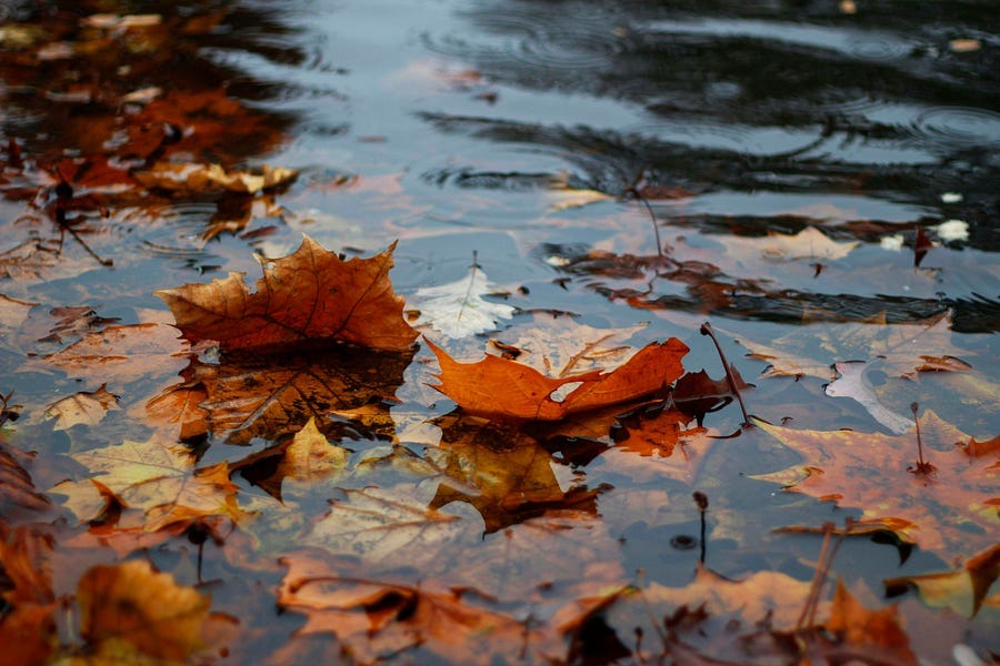 fallen leaves on a pond.