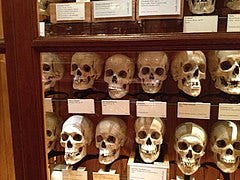 File:Mütter Museum - 8286056426.jpg