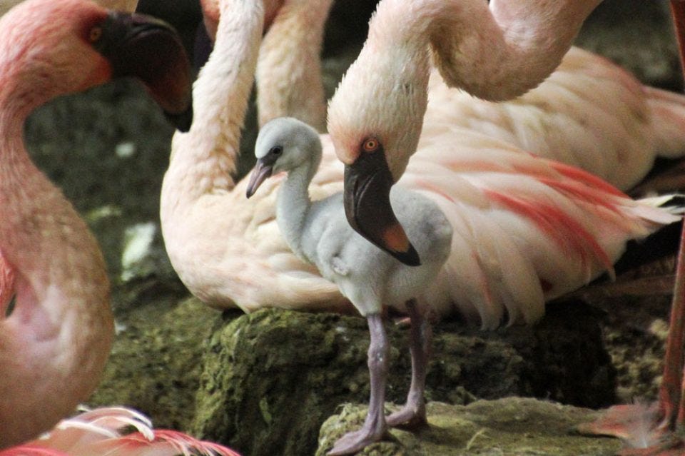 Zoo Leipzig: Die ersten Jungtiere des Jahres sind geboren · Leipziger ...